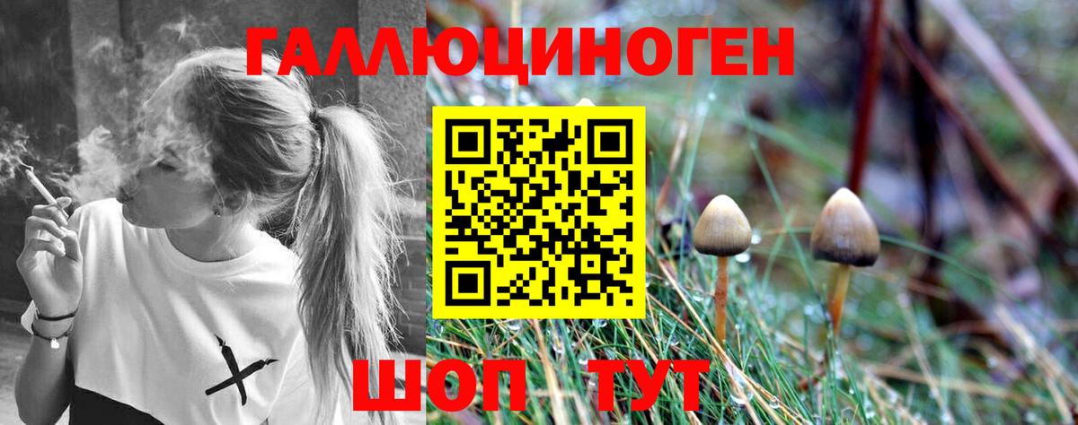 Гусиноозёрск  Псилоцибиновые грибы Psilocybine cubensis  Вход с VPN 